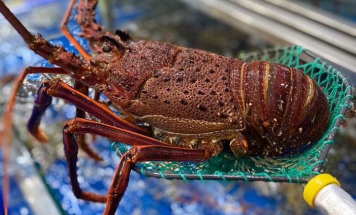 How to cook crayfish swedish style